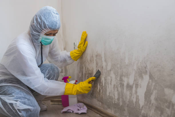 Professional Mold Removal in College, AK