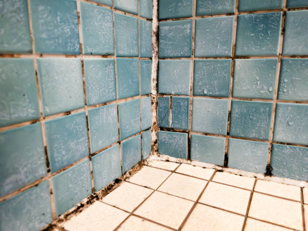 Best Air Quality Testing for Mold Spores  in College, AK