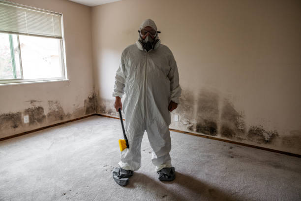 Best Environmental Consulting for Mold Prevention  in College, AK