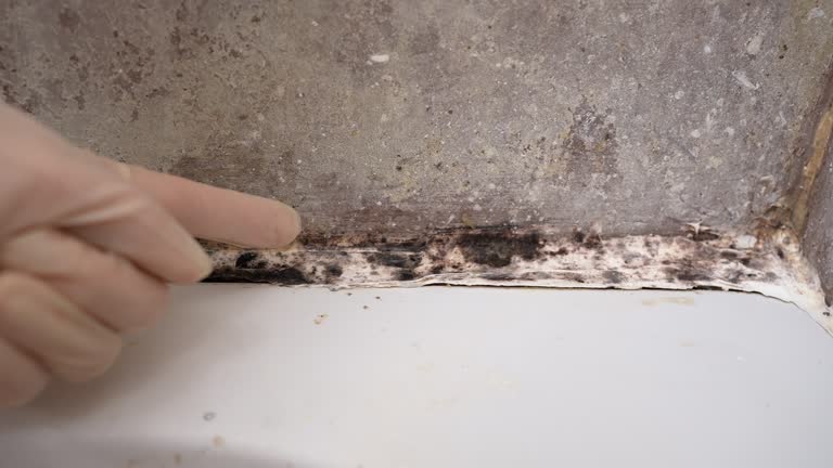 Best Mold Documentation for Insurance Claims  in College, AK